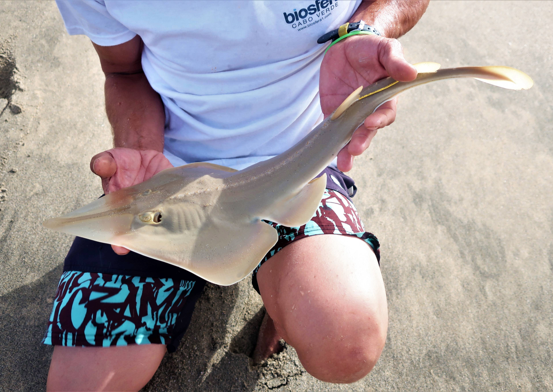 a lond fish with a wide face