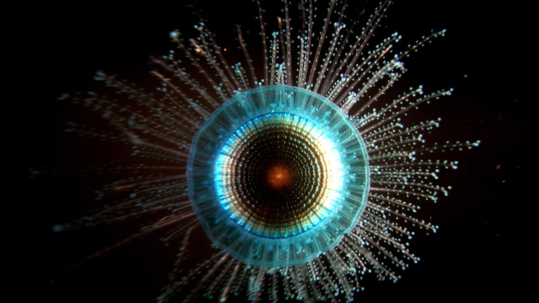a jellyfish with a red center, blue circle on the outer part of its body, and small tentavles