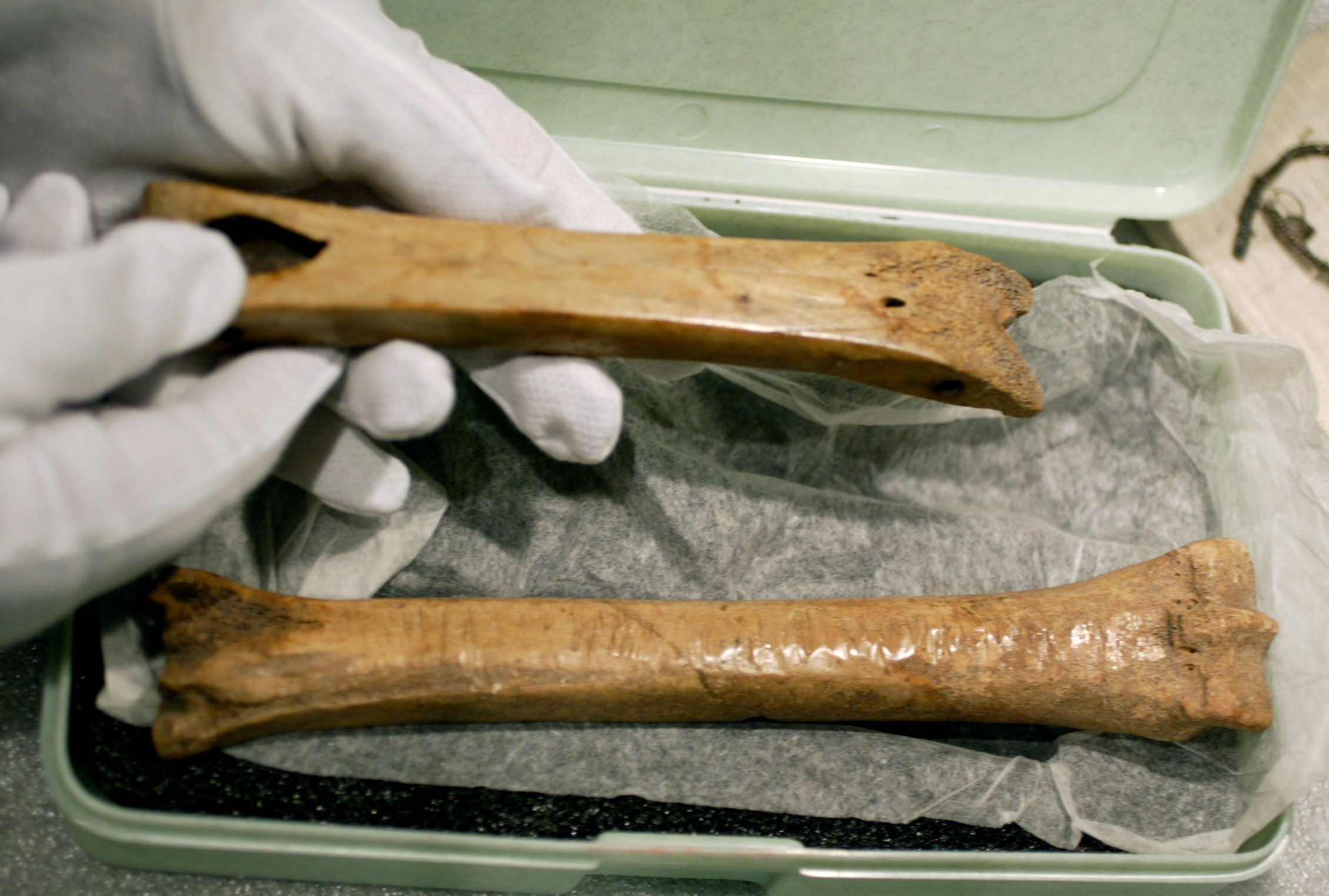 A photograph of two long, smoothed animal bonesâhistorically used as ice skatesâresting in a padded green museum transport case. A person in white gloves is carefully holding the top bone.