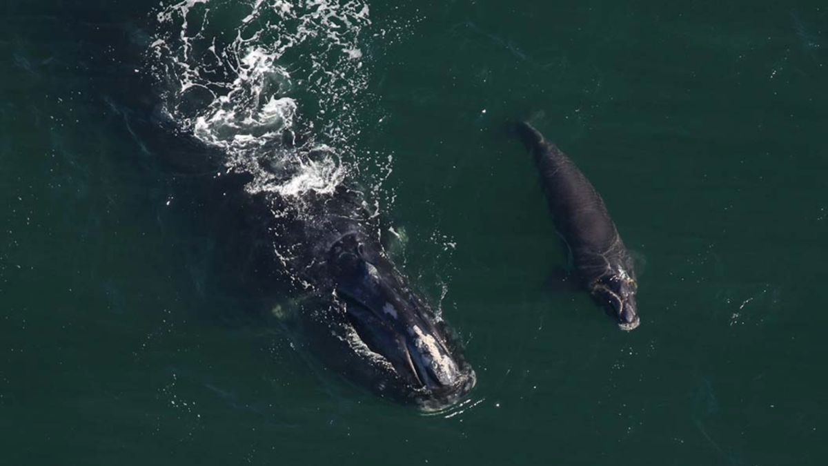 2026 is off to a hopeful start for these critically endangered whales
