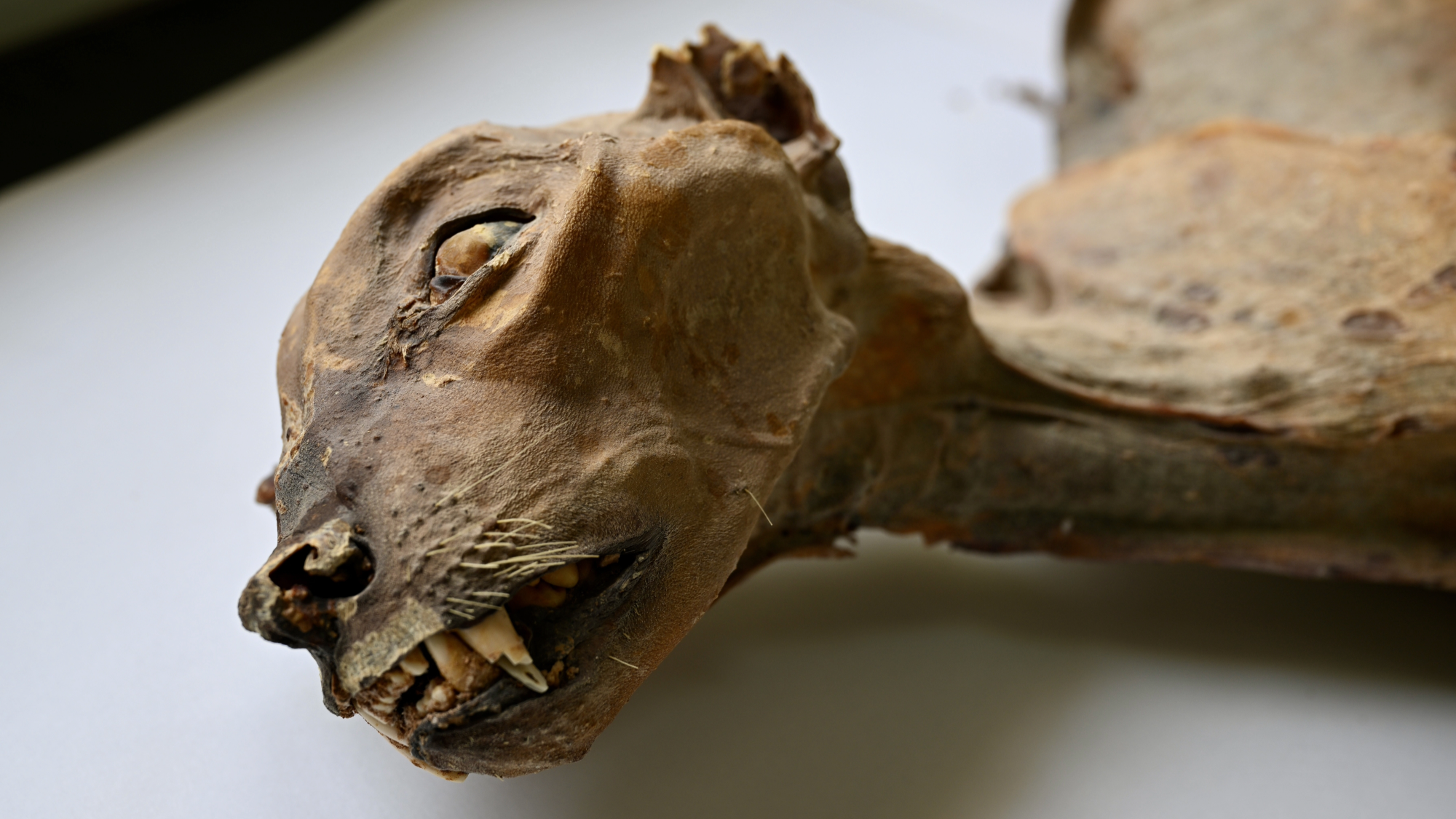 a close up of a mummified cheetah preserved in a laboratory. it's sharp front teeth are visible