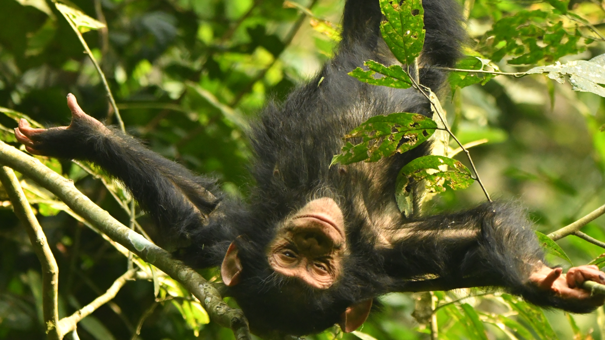 a young chimpanzee hanging upside down in a tree