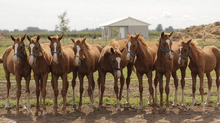 A wide, eye-level photograph of eight young, chestnut-colored polo horses standing in a row on a farm in Argentina. The horses, which are clones, appear nearly identical with similar white markings on their foreheads. They are wearing blue or yellow halters and stand in a dirt paddock with a green field, a small white building, and a large hay pile in the background under a bright, overcast sky.