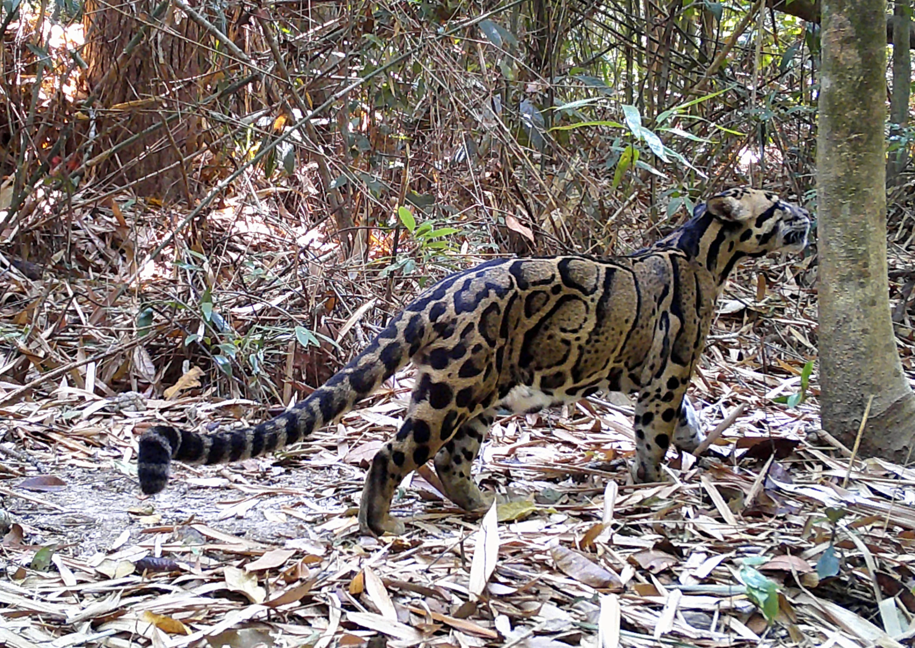 a small spotted and striped leopard