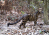 a small spotted and striped leopard