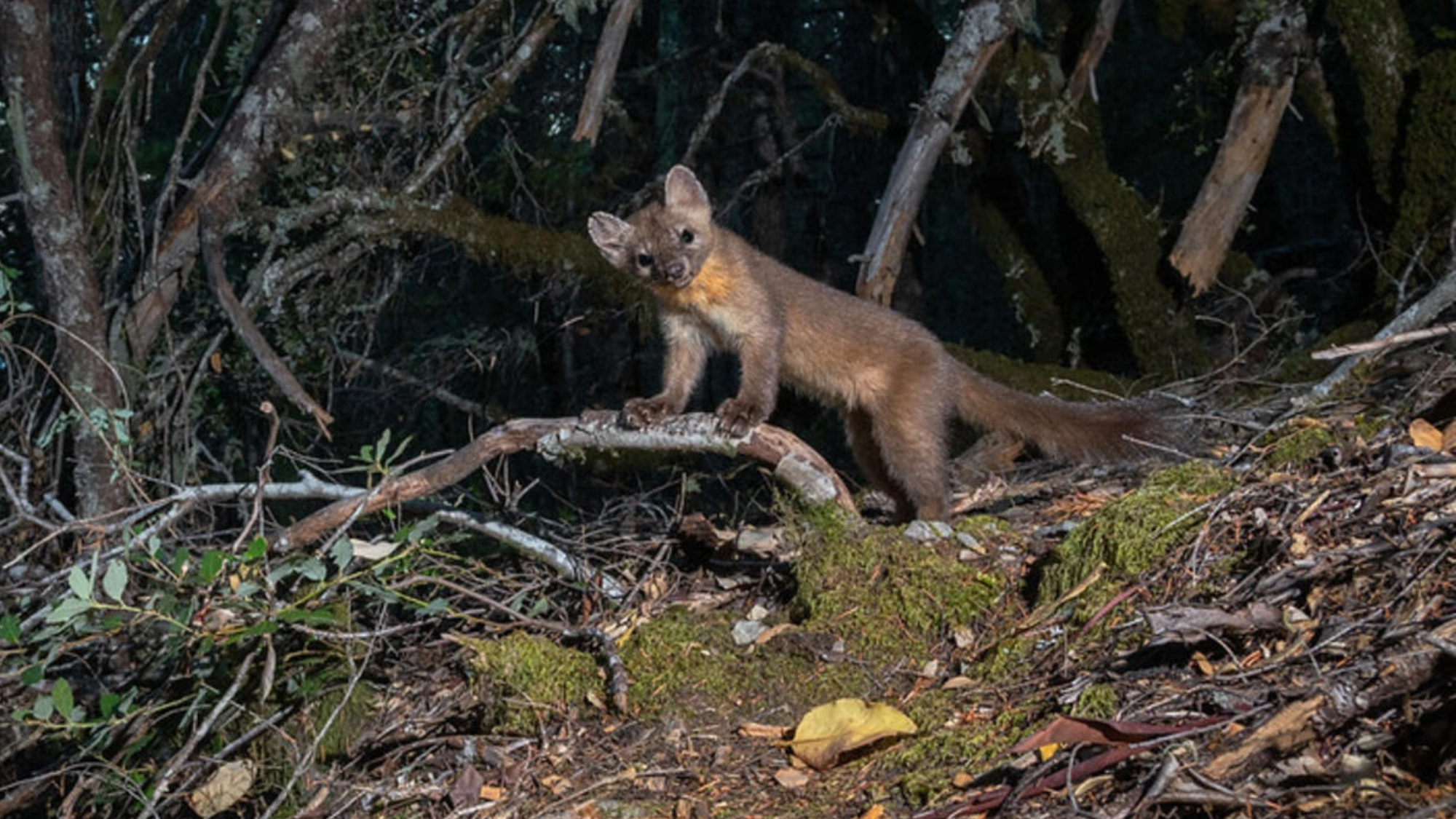 a small mammal called a marten stands on a log