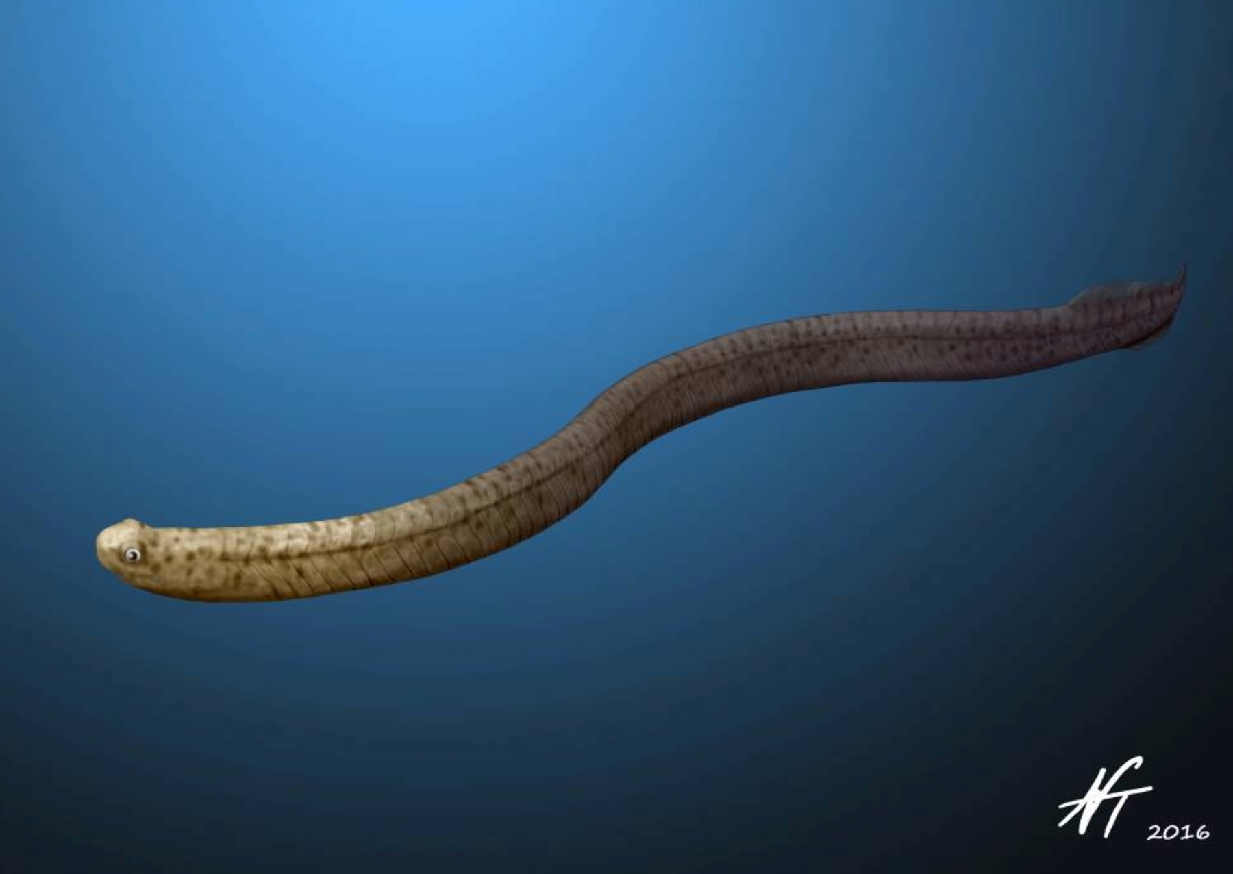 an illustration of a long lamprey-like animal swimming