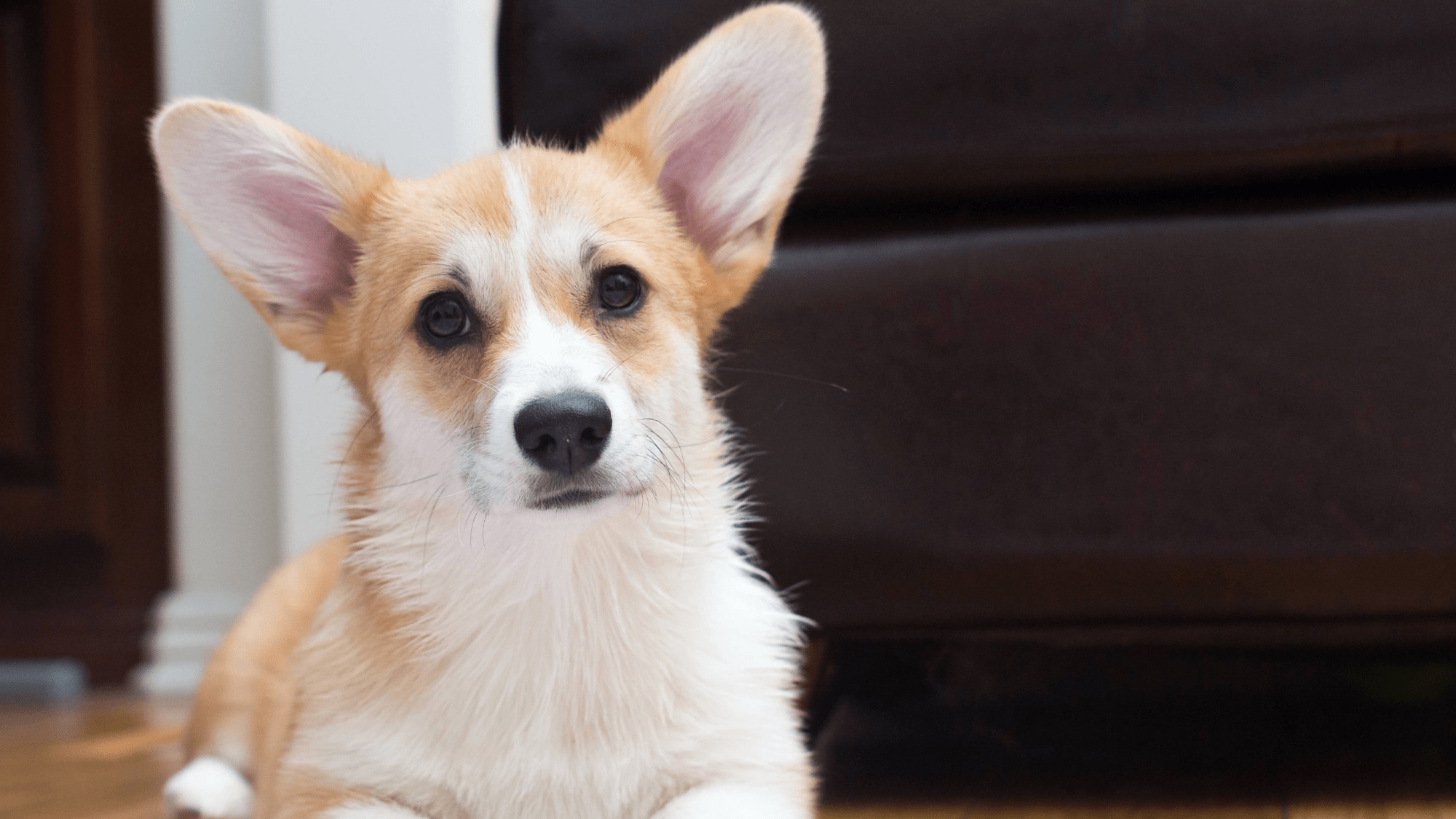 a dog with large ears
