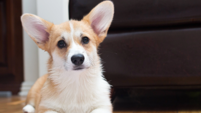 a dog with large ears