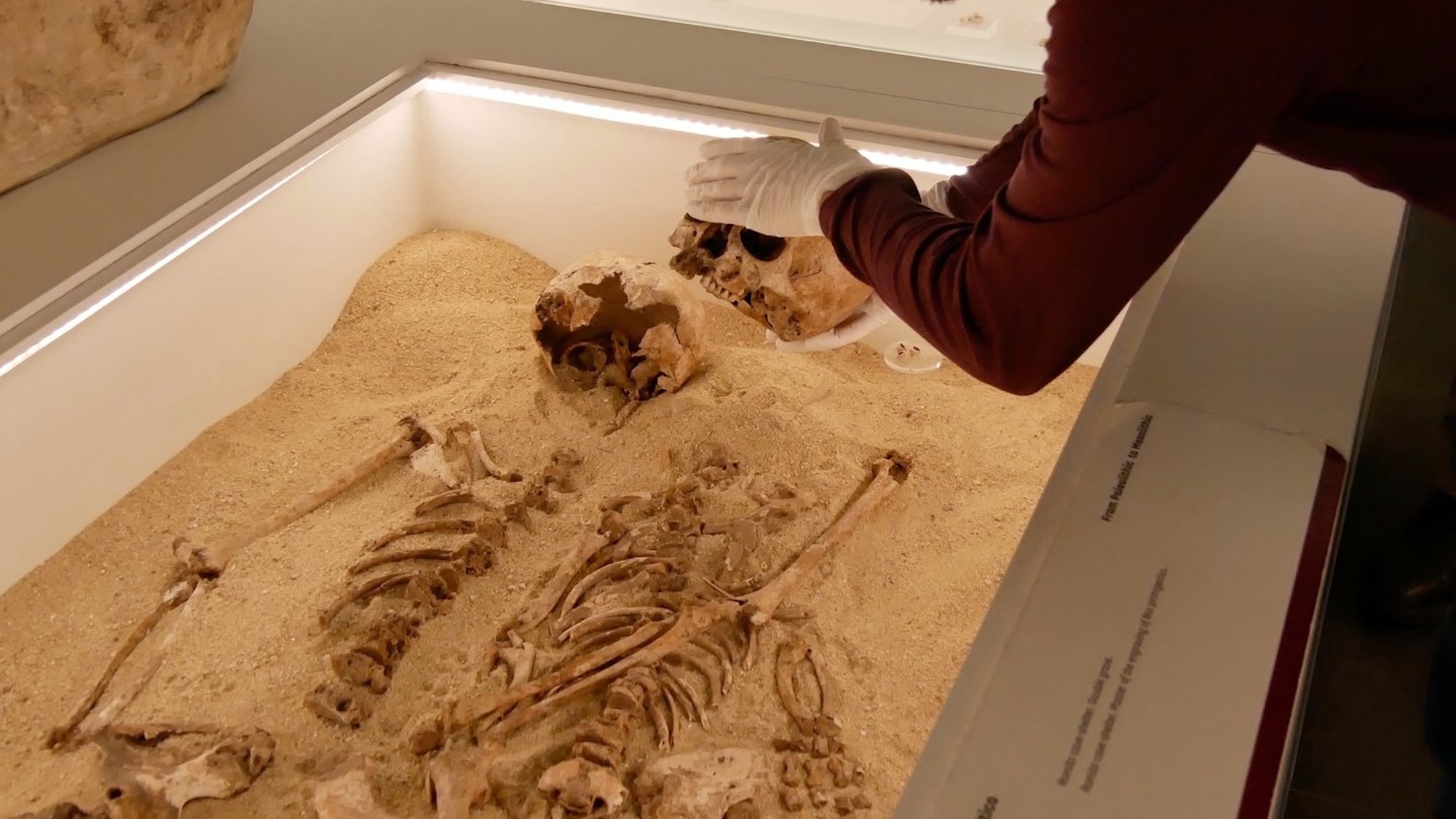 Two paleolithic skeletons displaying dwarfism in museum exhibit