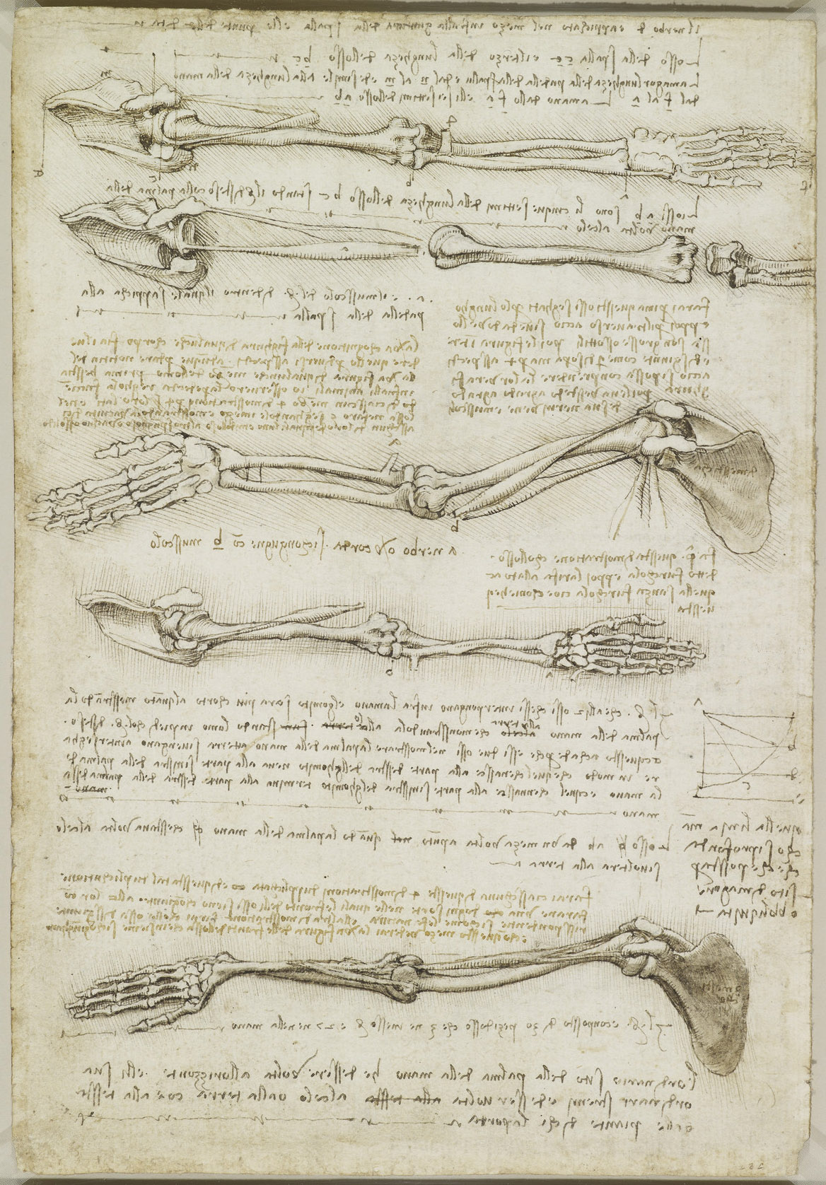 da Vinci’s anatomical study of the arm