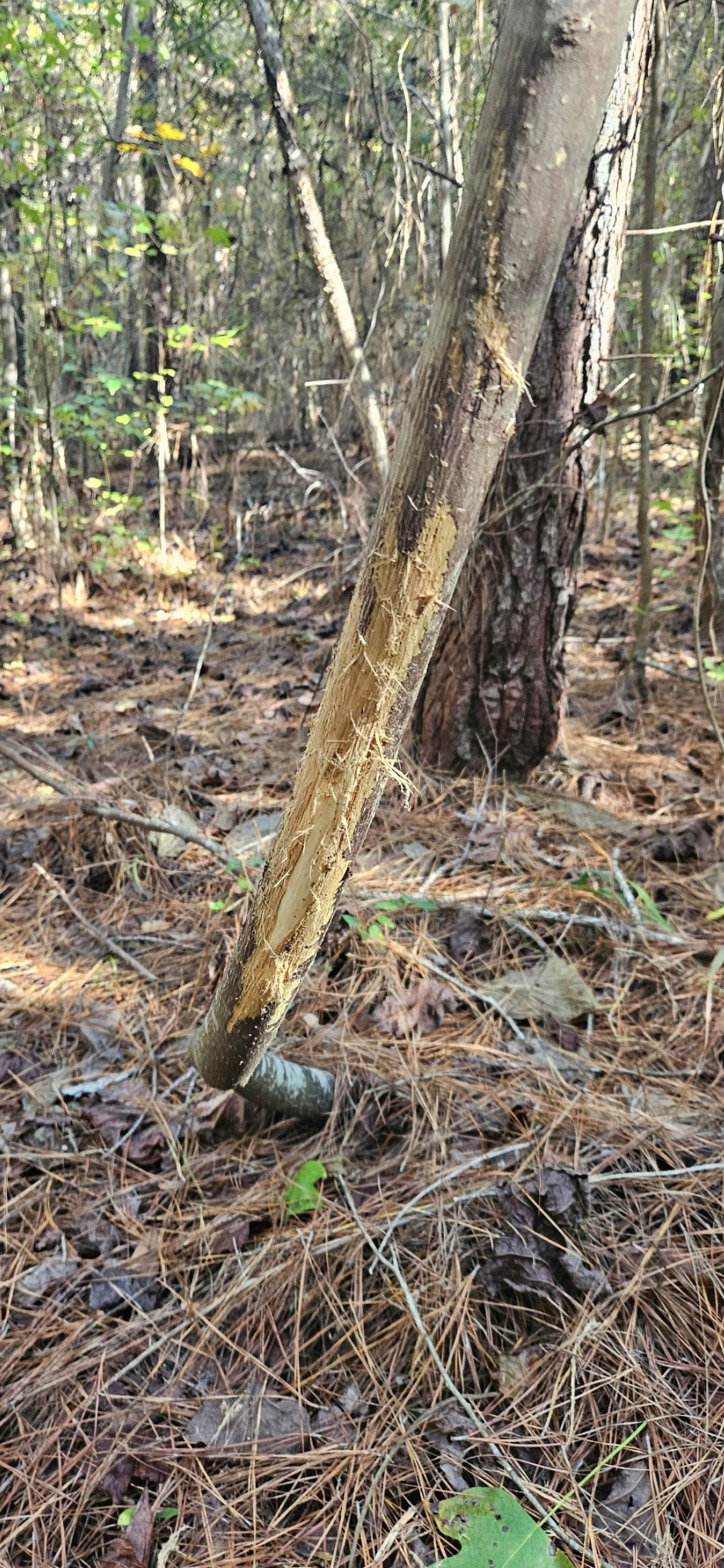 a marking on a piece of wood made my a deer
