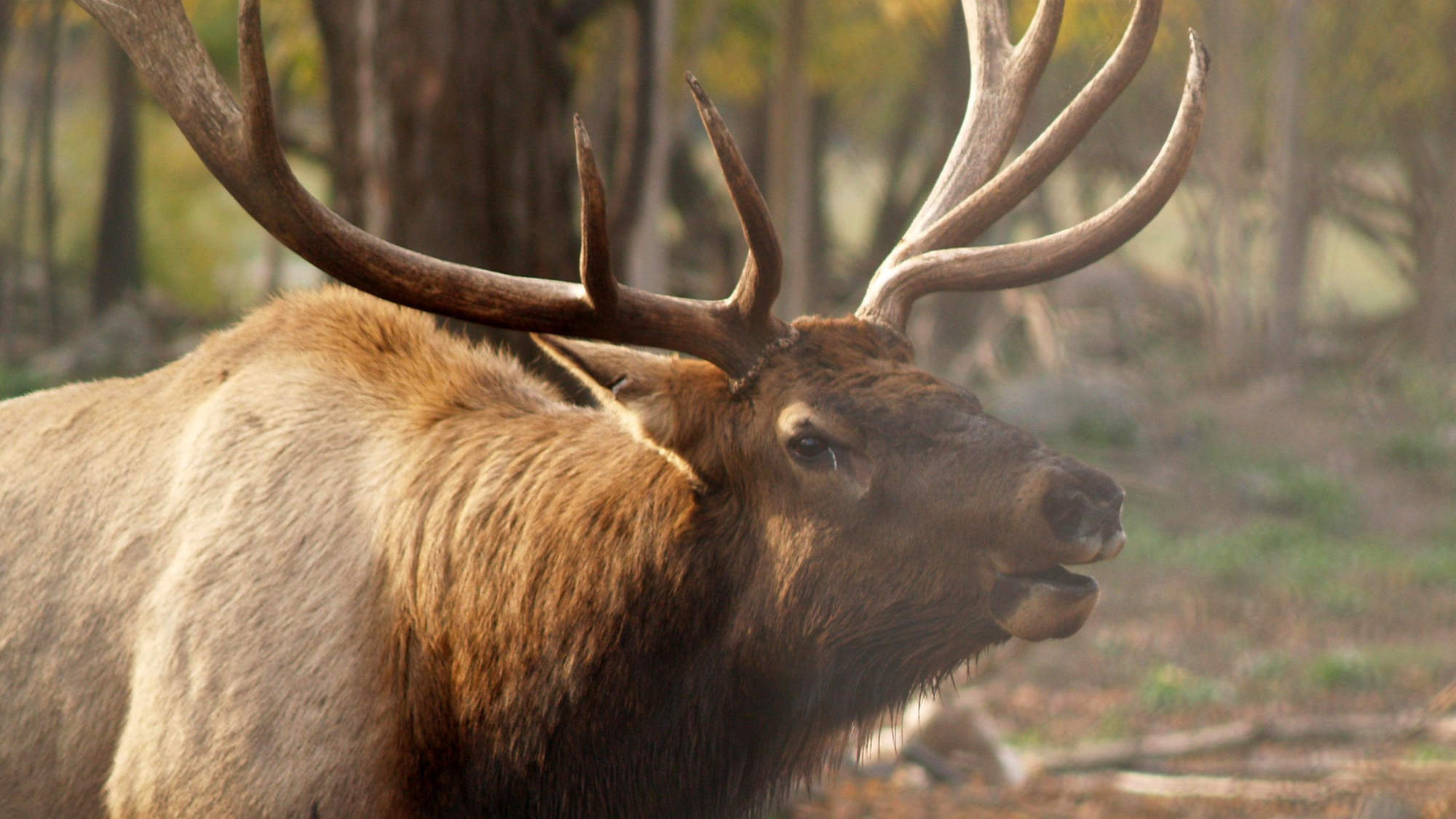 an elk with horns in the wood