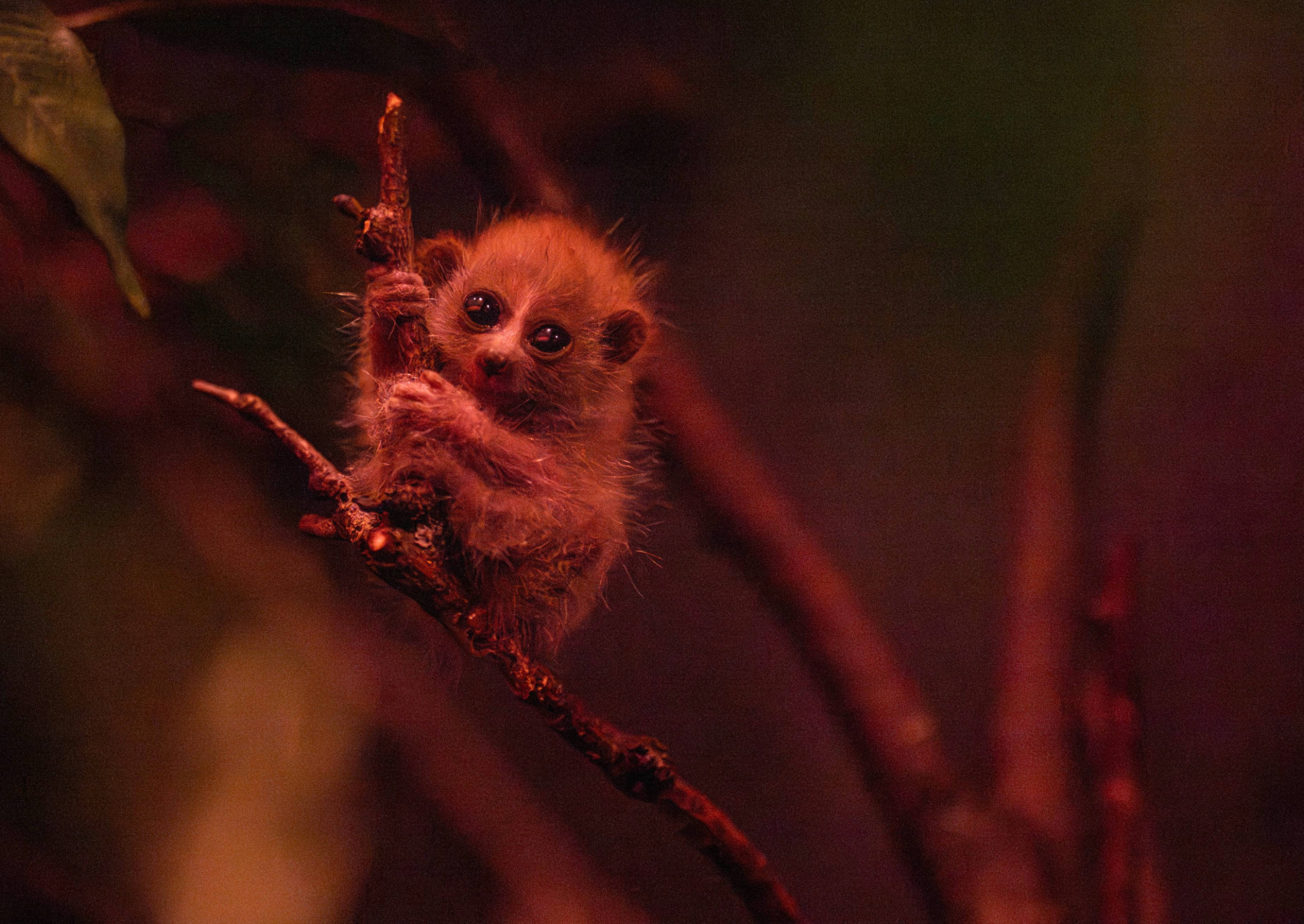 a small primate with large eyes clings to a branch