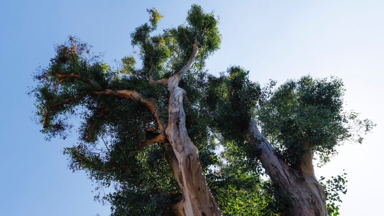 Altadena, CA - September 29: A eucalyptus tree stands on Glenrose Ave. on Monday, Sept. 29, 2025 in Altadena, CA. (Carlin Stiehl / Los Angeles Times via Getty Images)