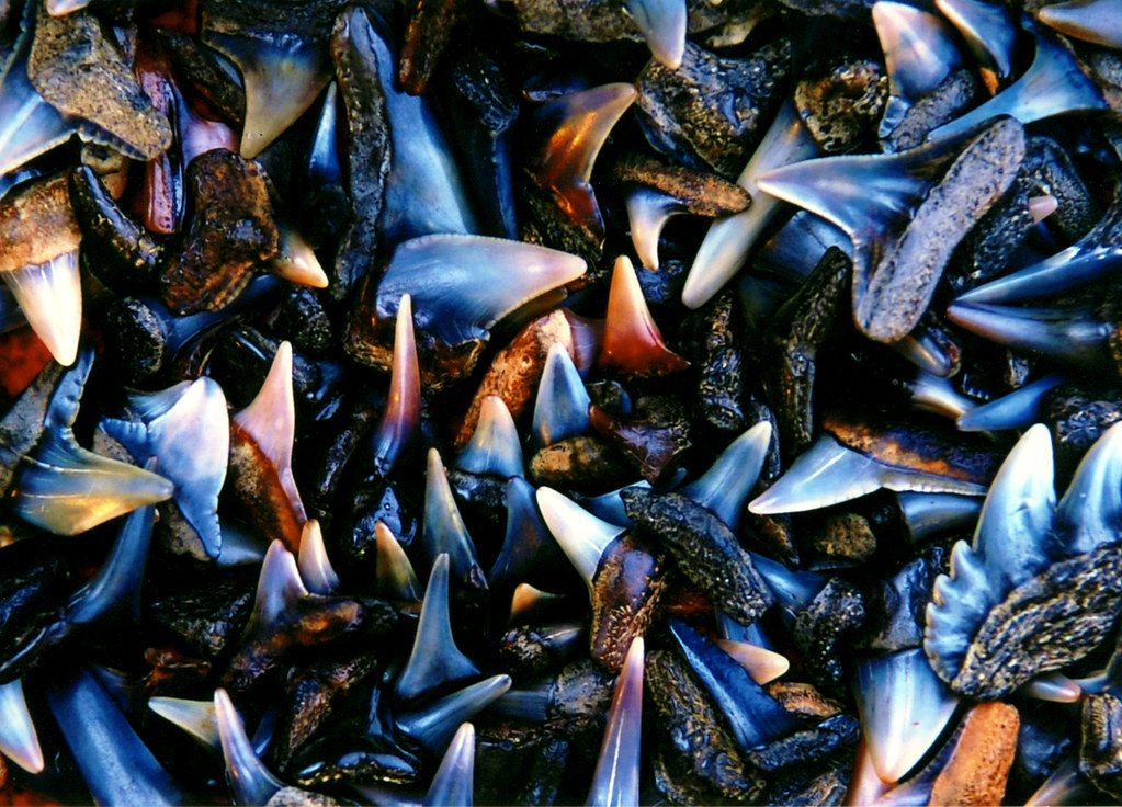 several shark teeth