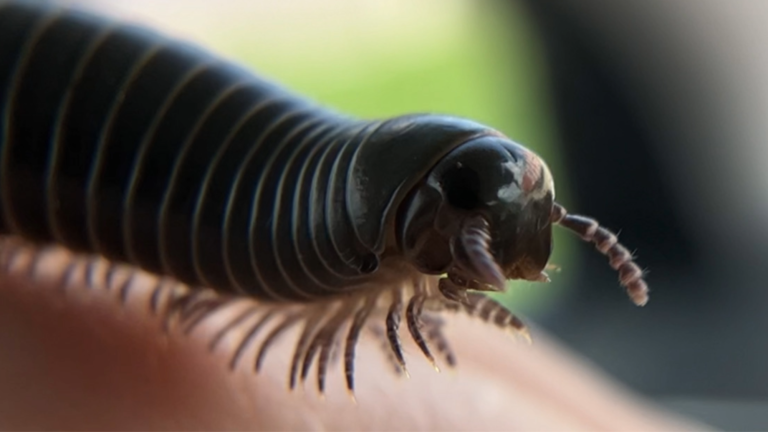 a large dark millipede