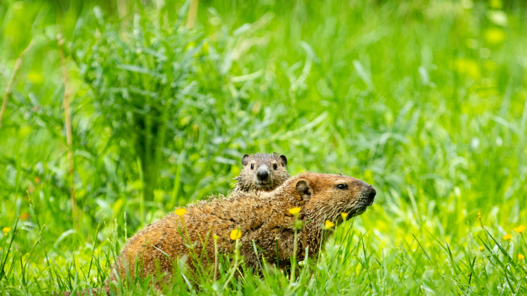 A young groundhog and its mother lounging in the tall green grass