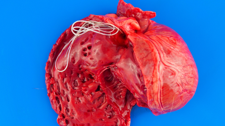 A cross section of a dog's heart showing heartworm