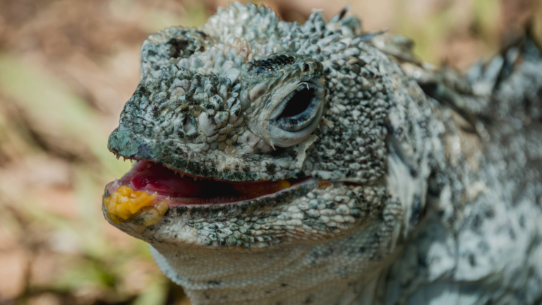 an iguana with blue and green scales