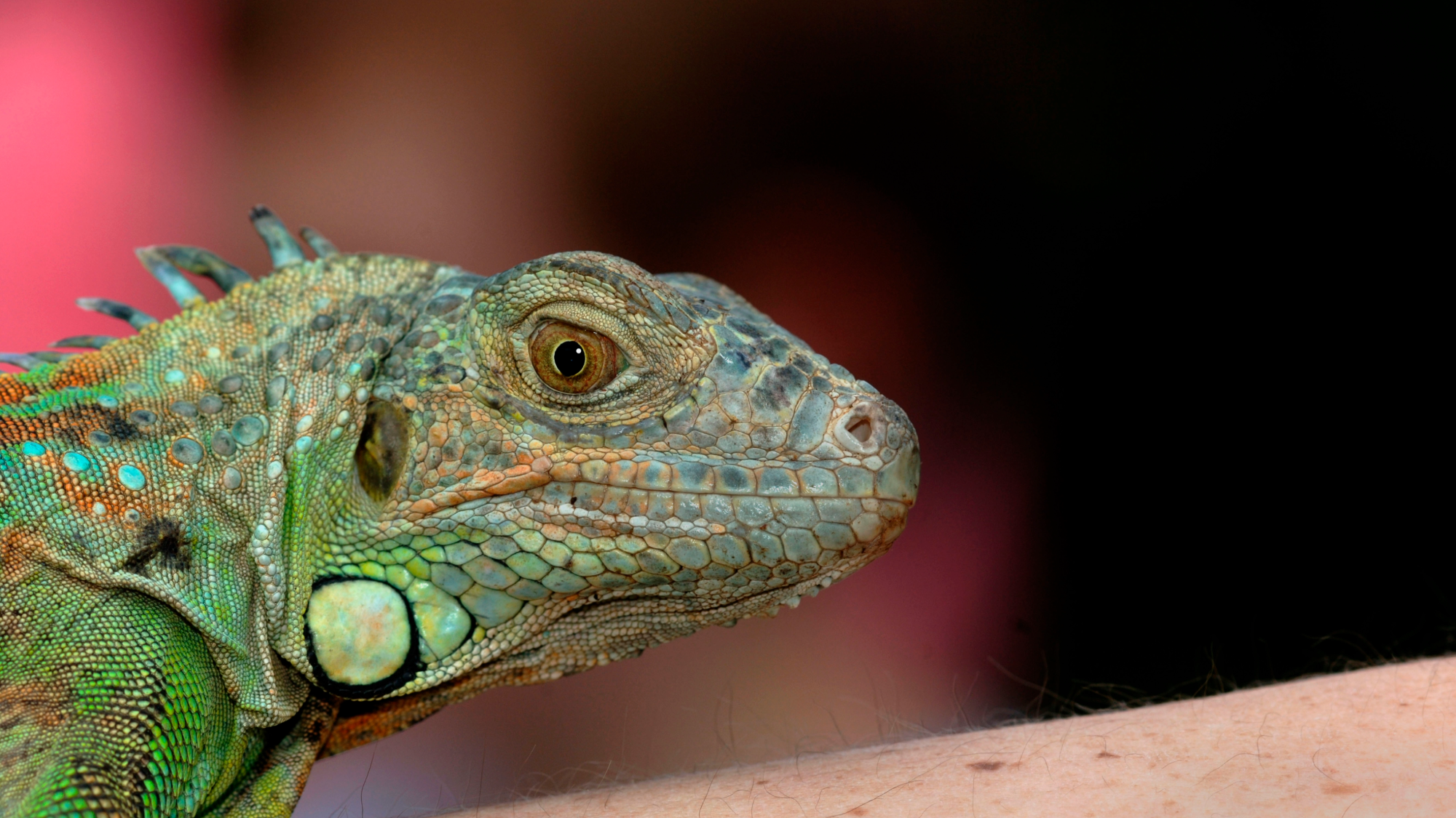 an iguana with mostly green scales flecked with some orange, blue, and yellow