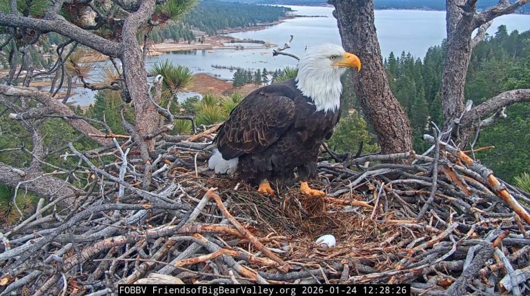 a bald eagle with an egg