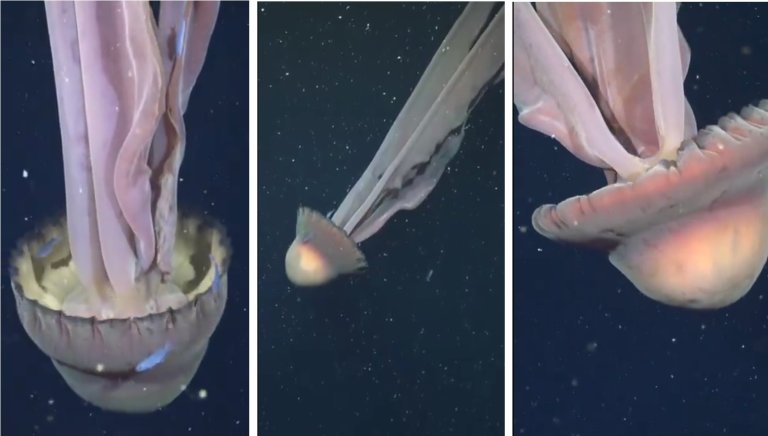 three side by side images of a large jellyfish in a deep sea canyon