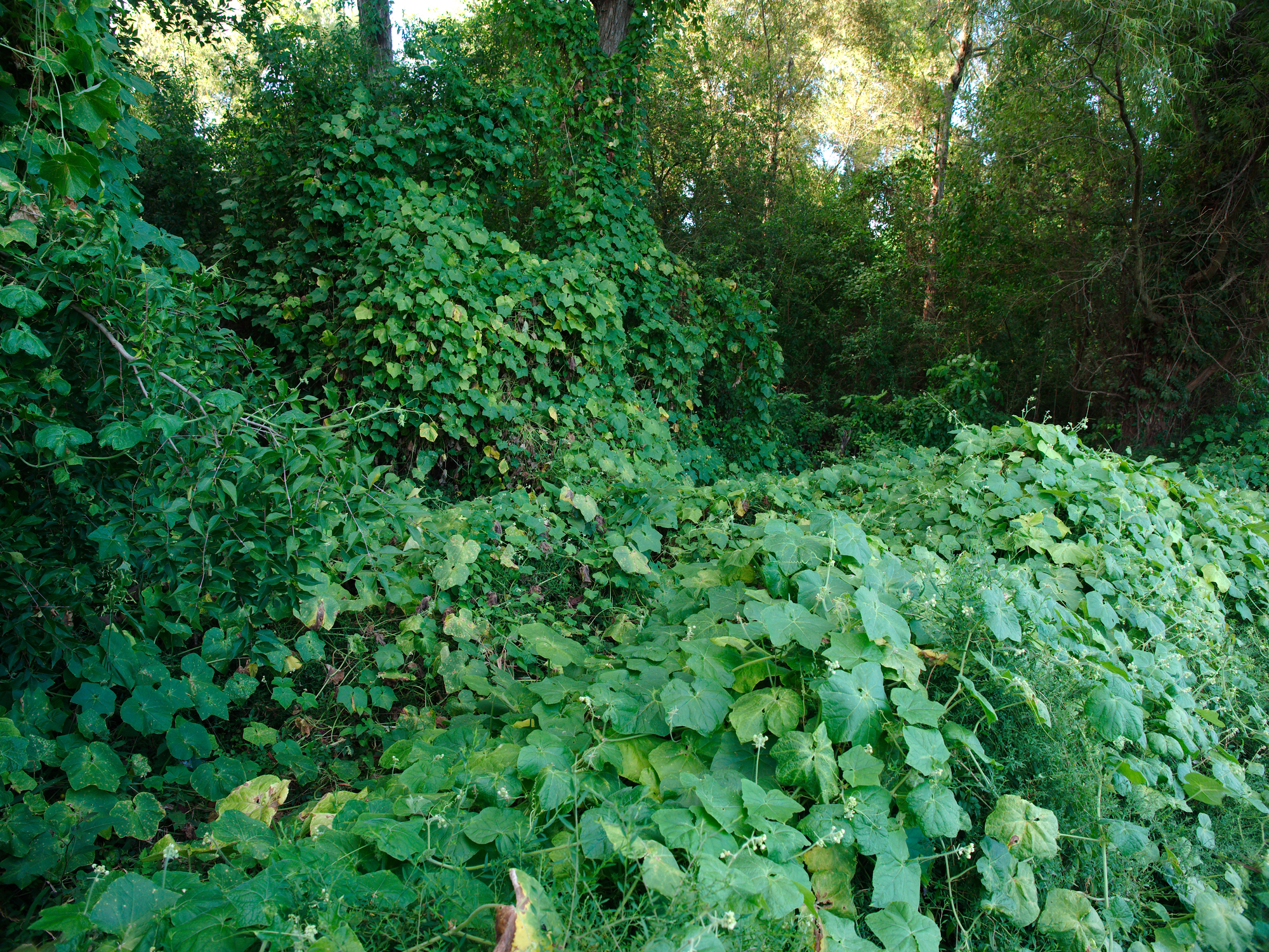 A lush green photograph of thick, invasive kudzu vines completely blanketing trees and the forest floor in a Mississippi woodland.