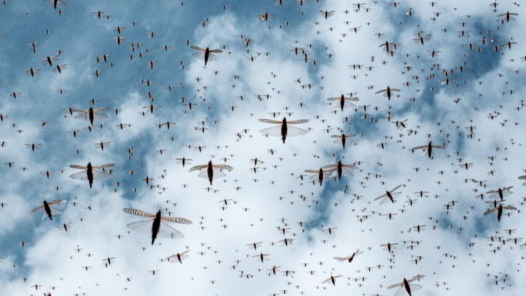a swarm of locusts in the sky