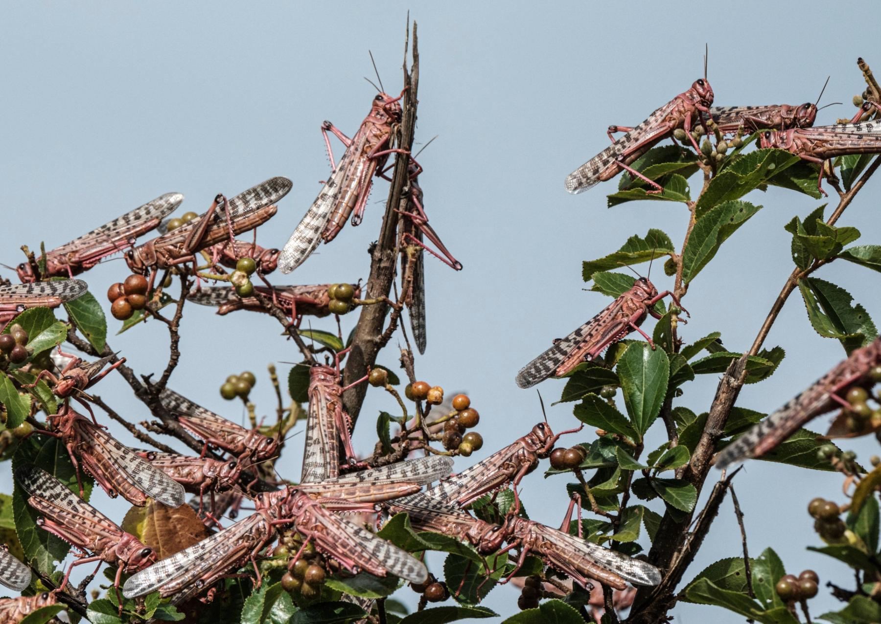 several locusts swarming on a tree
