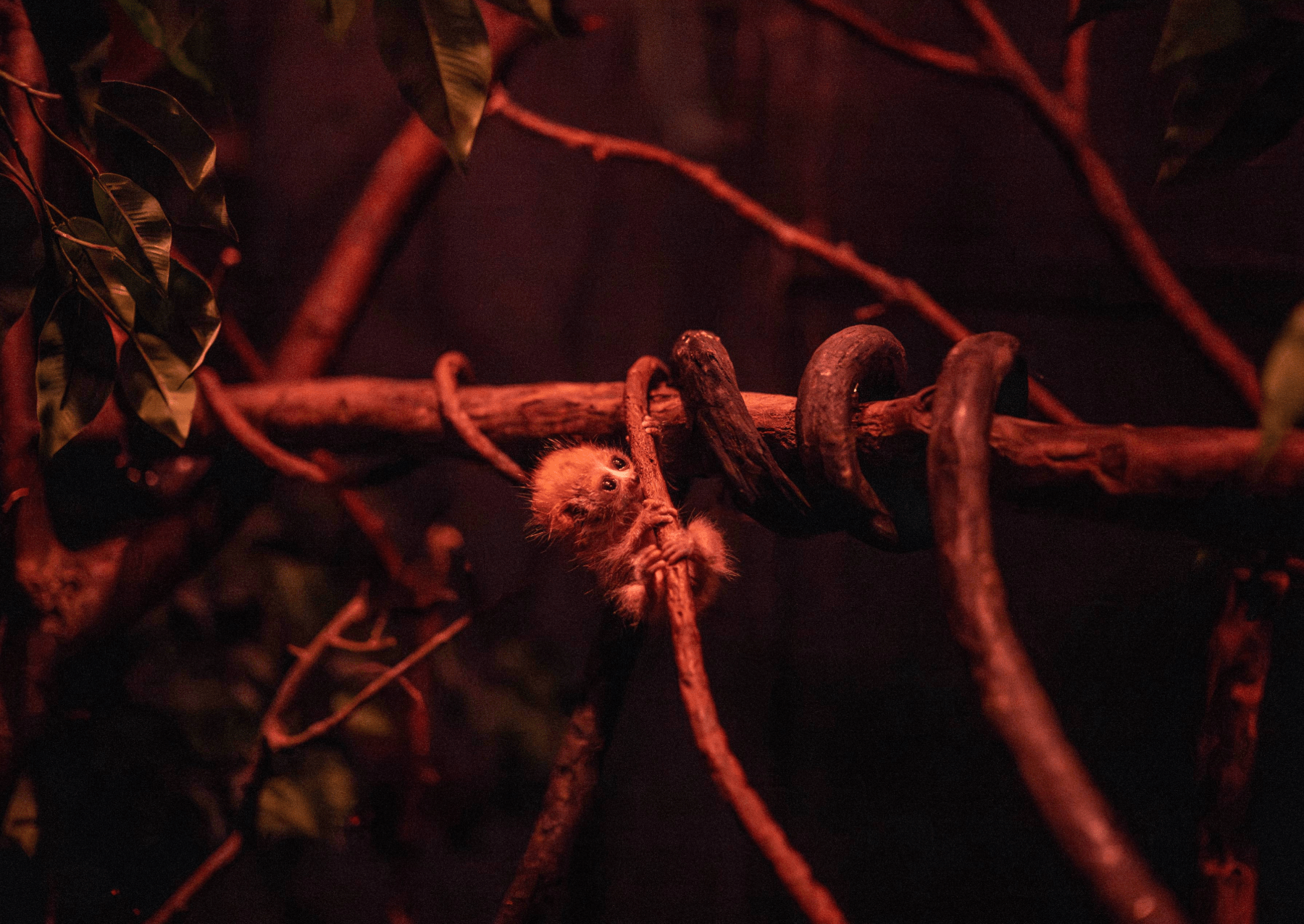 a small primate with large eyes clings to a tree