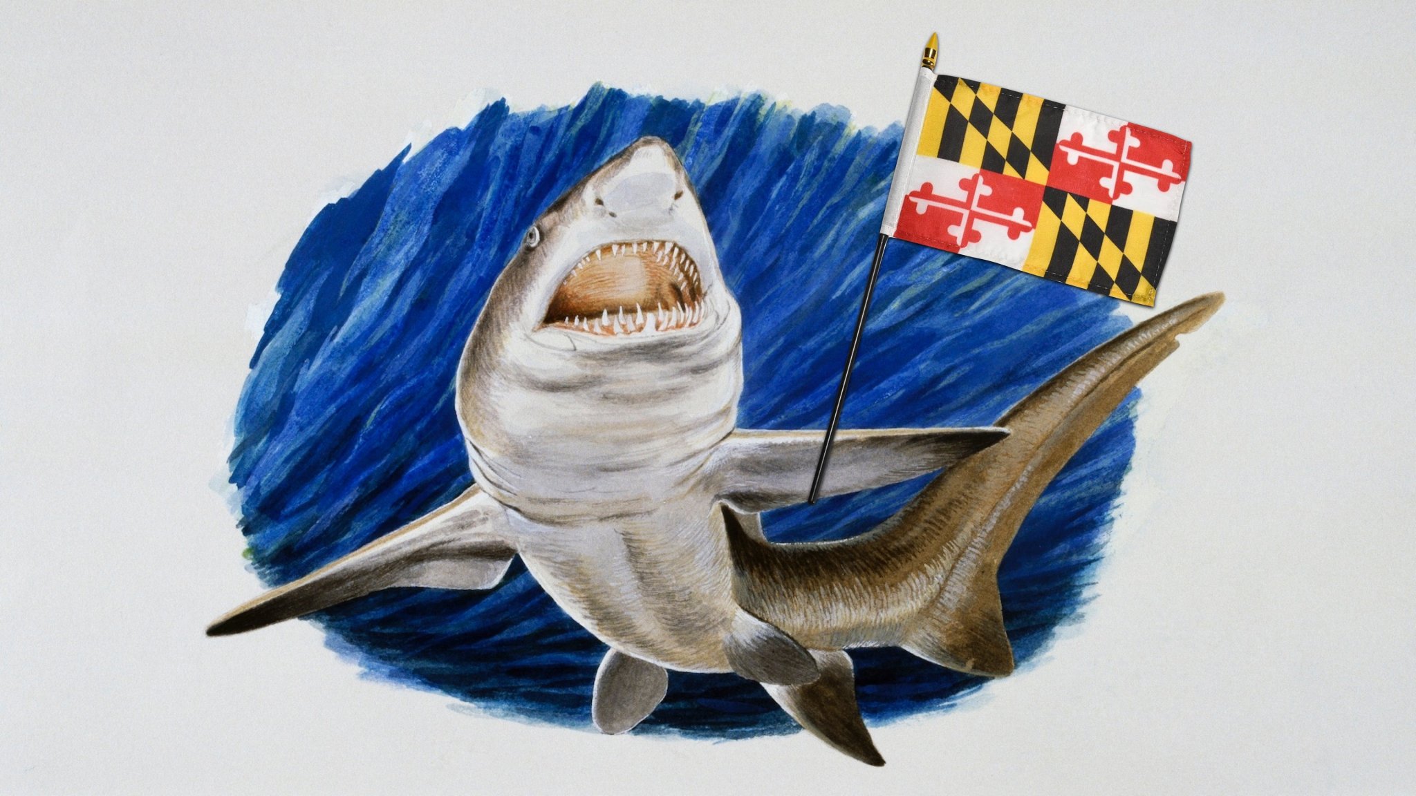 an illustration of a large shark holding a flag of the state of maryland.