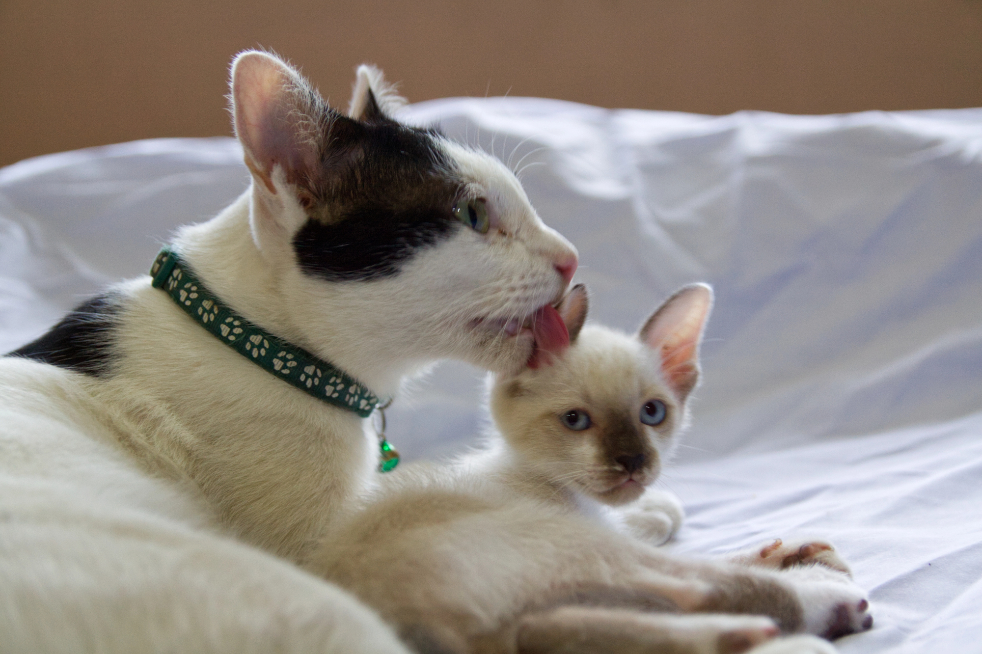 A white cat with a black spot between her ear and eye licks a small Siamese-looking kitten with light blue eyes. The mother cat wears a green collar. They both sit on white bedspread.