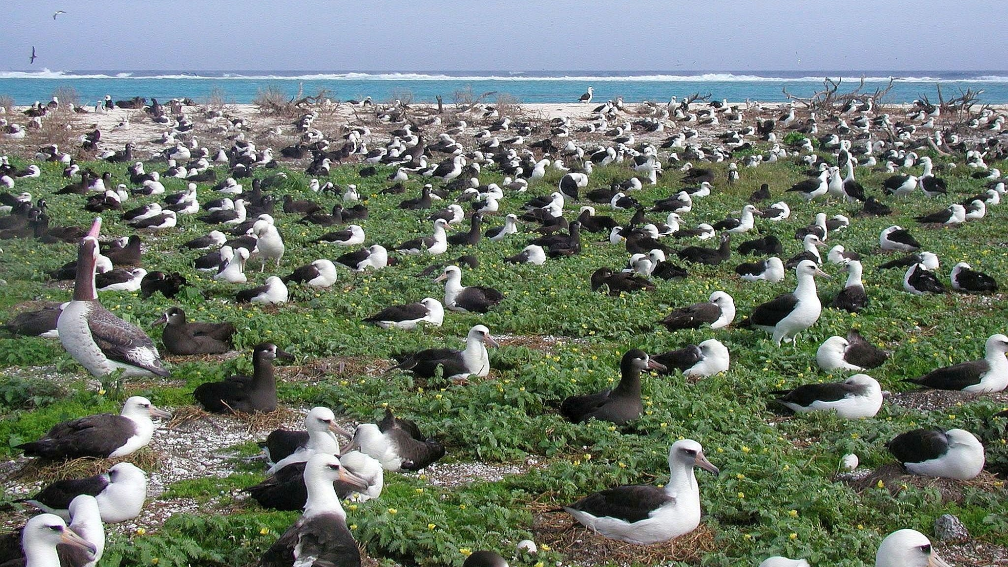 several nesting pairs of birds on grass with a clear blue ocean water in the background