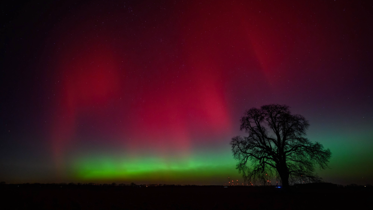 red and green northern lights shine over a tree