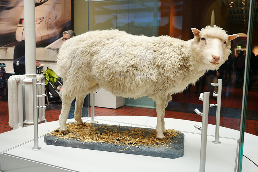 A photograph of the taxidermied remains of Dolly the Sheep, the first mammal cloned from an adult somatic cell. She is displayed standing on a bed of straw inside a large glass case within a museum gallery, with white structural columns and other exhibits visible in the blurred background.