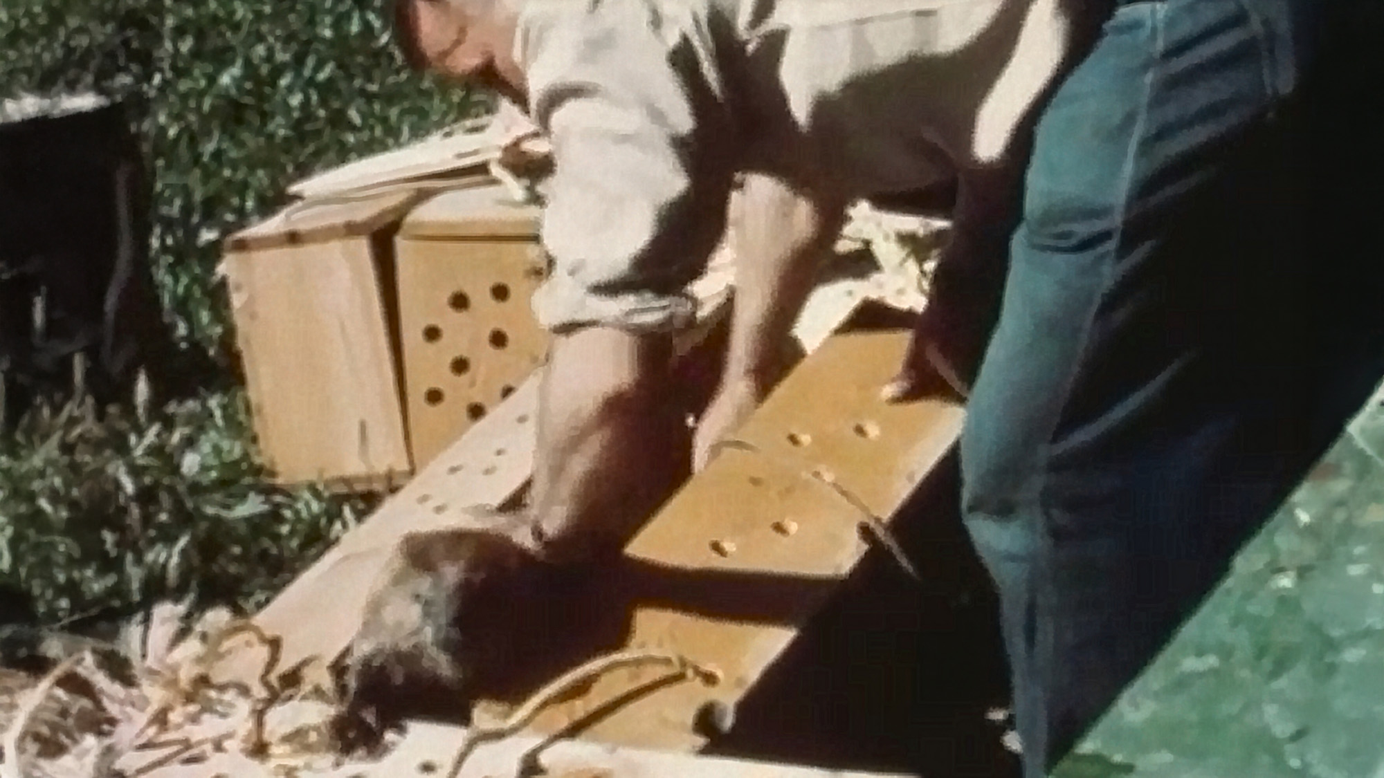 A man wither lowers or takes out a beaver from a wooden crate with holes. The man wears a tan shirt and blue pants. There are more similar crates in the background. 