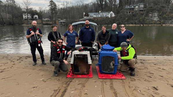 Retared Pigs Abandoned pigs rescued on Tennessee’s Looney Islands | Popular Science