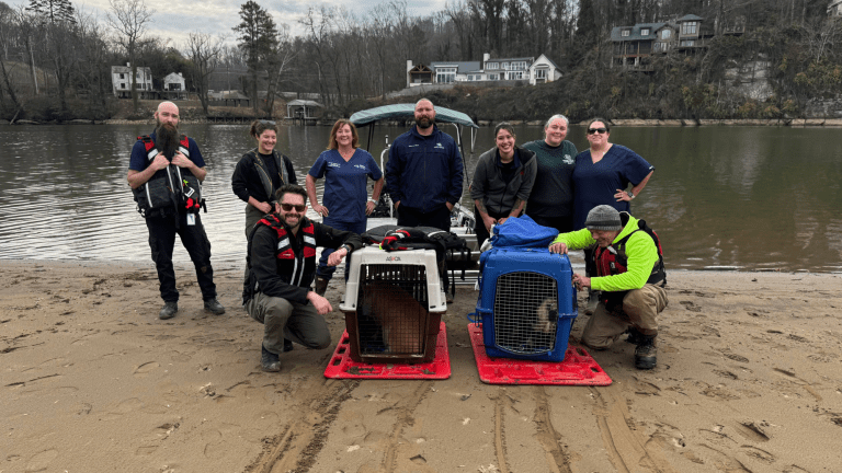a team stands on a beach with two pigs in kennels