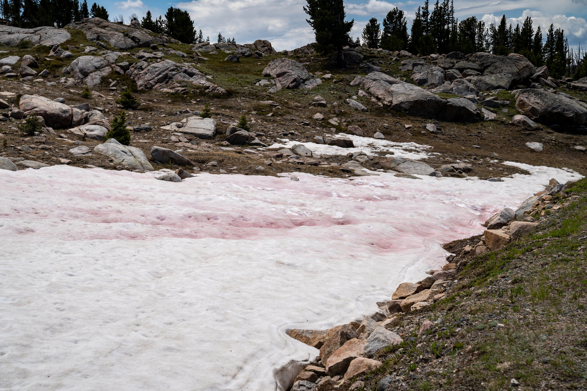 A rocky landscape with a band of pink snow running through it. There are conifer trees in the distance.