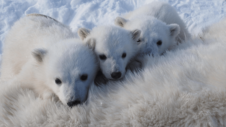 three polar bear cubs resting on their mother