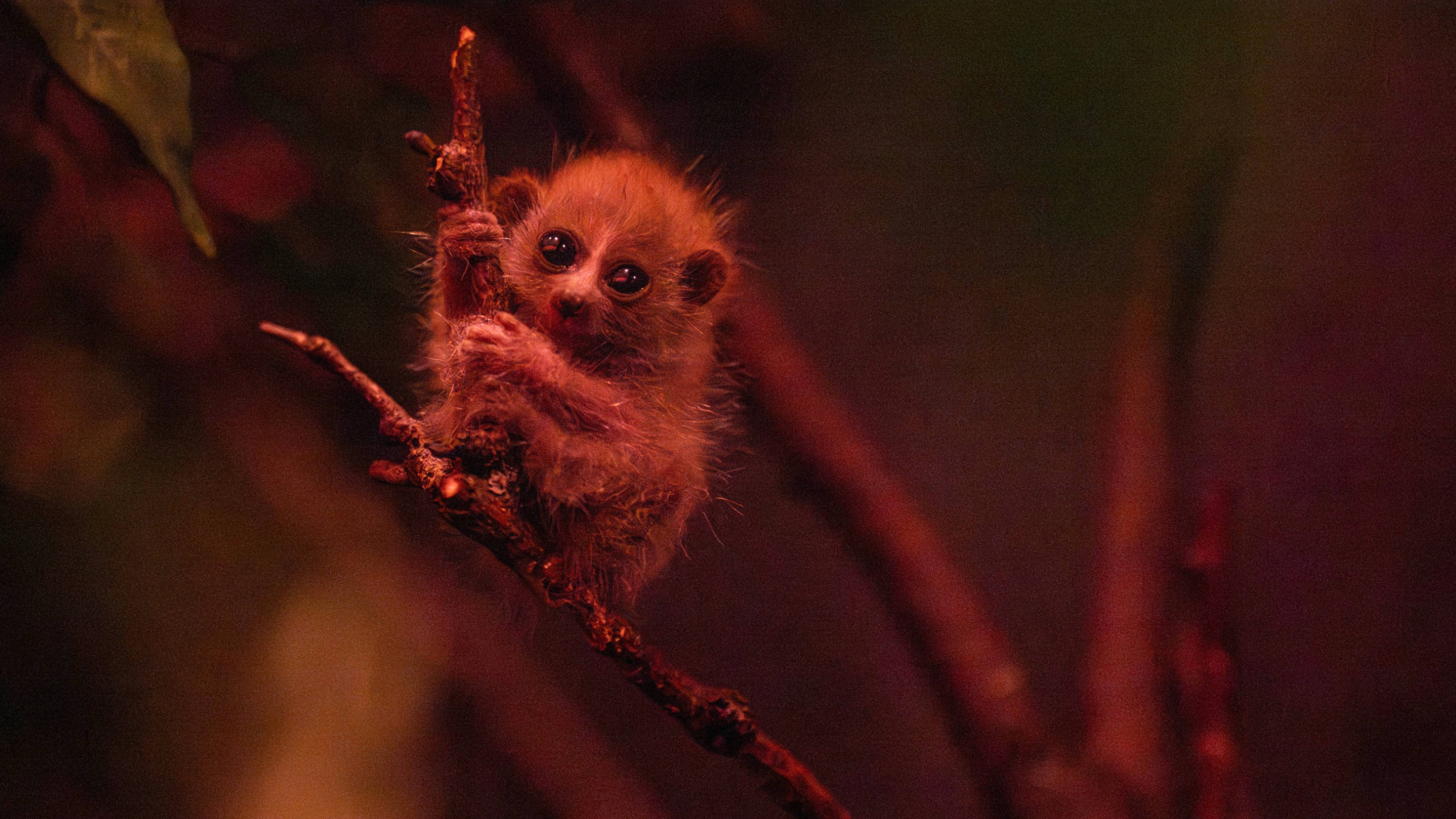 a small primate with large eyes clings to a branch