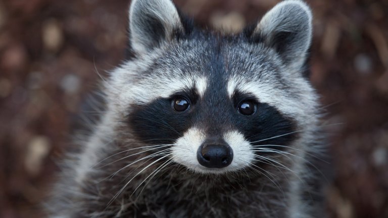 A cute raccoon looks straight out from the photo.