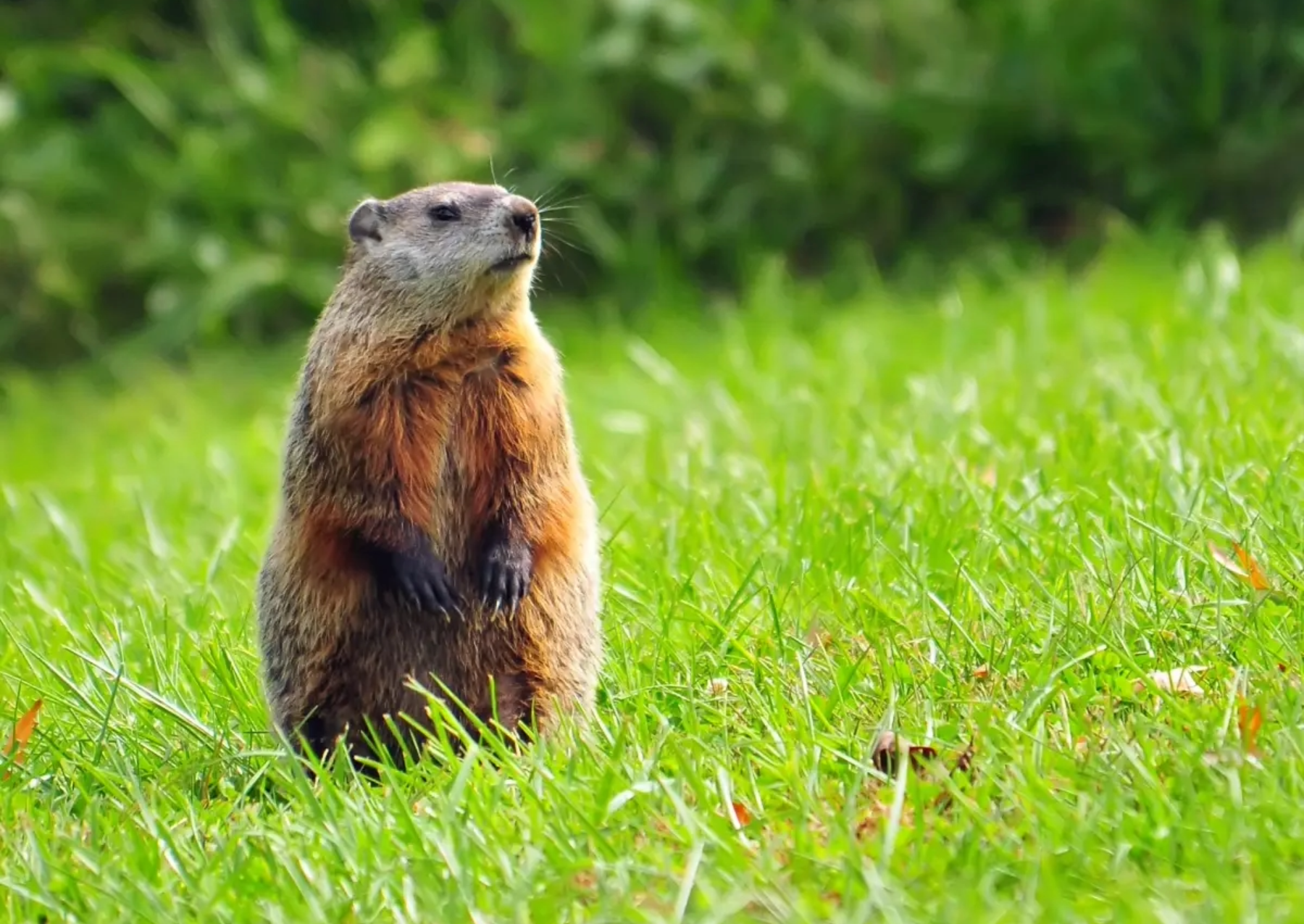 a groundhog standing up on its hind legs in the grass
