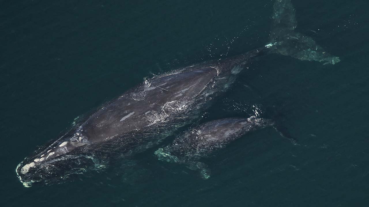 a whale and calf