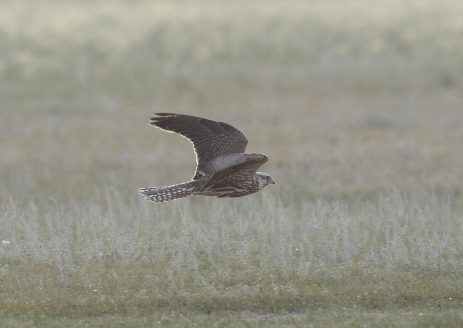 a falcon flying above a meadow