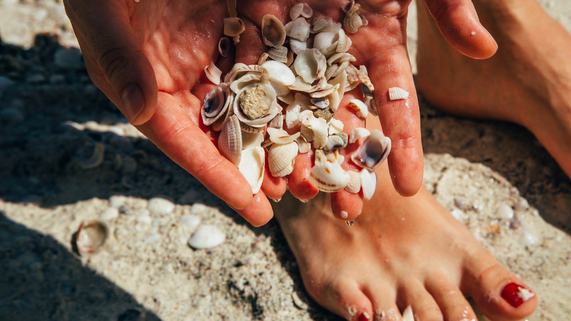 People and nature. Woman collecting shells on a beach