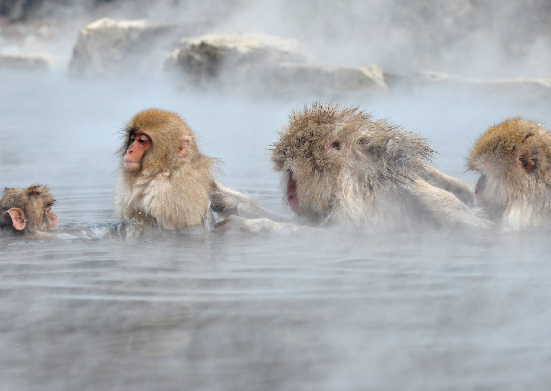 four monkeys (three adults and one baby) groom one another in a hot spring