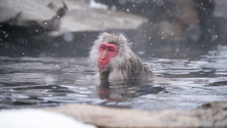 a monkey with a red face sits in a hot spring while it snows