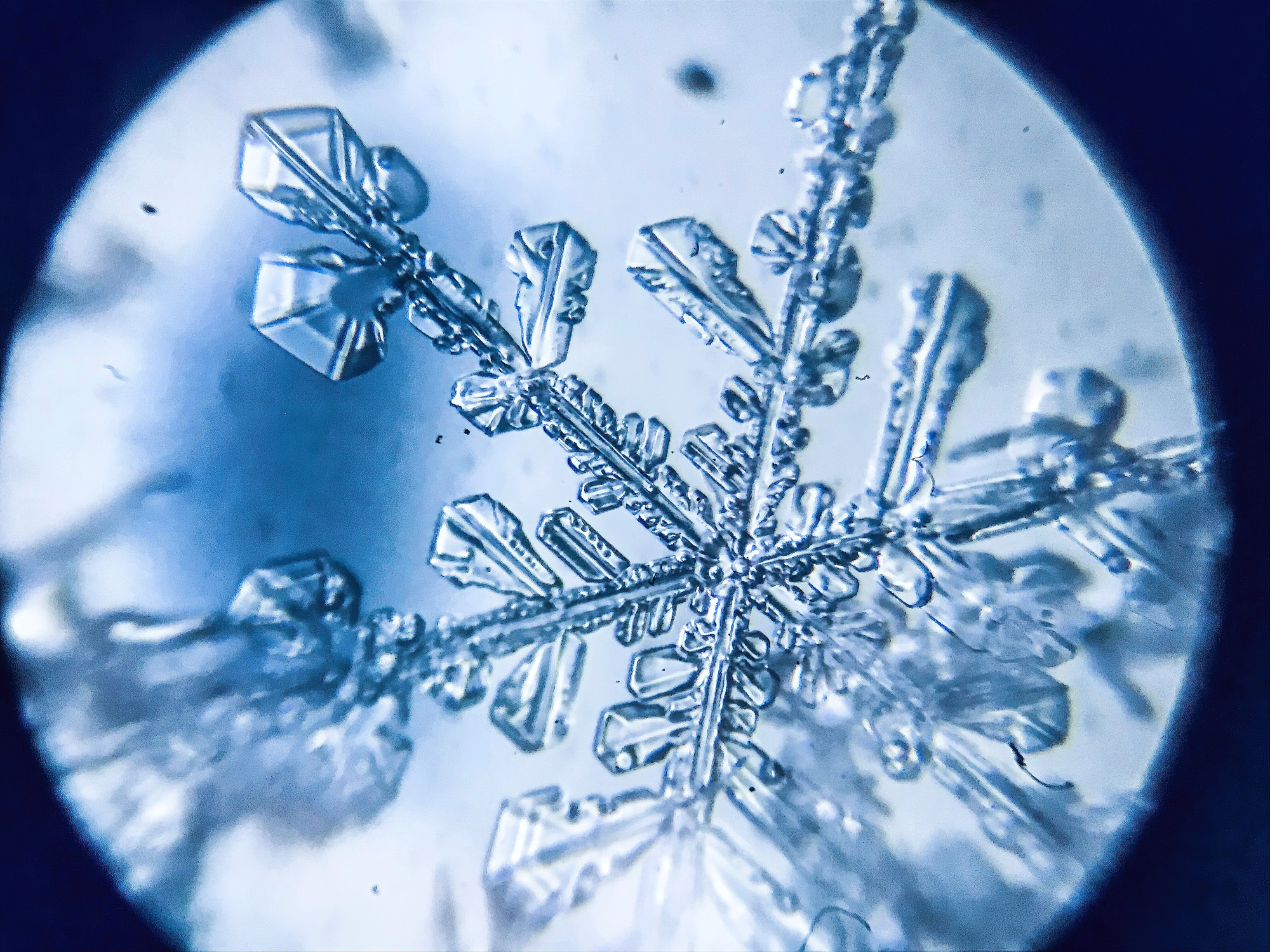 A snowflake under a microscope. You can see it's six-sides and the pointy shape it makes. The picture is in vignette because of the microscope's lens.